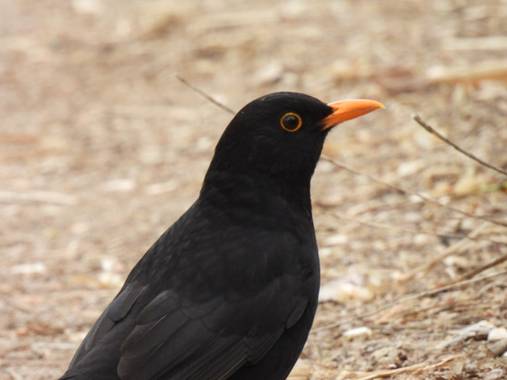 Georginaag en Hamelin: Fauna  (Tossa de Mar), Turdus merula Linnaeus, 1758, #aves #merla #birds #fauna 