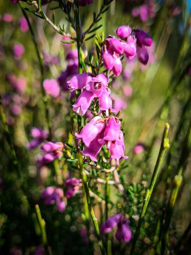 Marijohz en Hamelin: Flora  (Ezcaray), Erica cinerea, Campanillas lilas