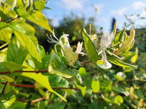 Mpinfante en Hamelin: Flora, Lonicera japonica