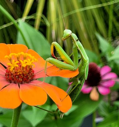 Msanchezvasco en Hamelin: Fauna  (Ulldecona), Por qué la mantis se come al macho?
El canibalismo sexual, es por los nutrientes.
Por lo general, los machos,...