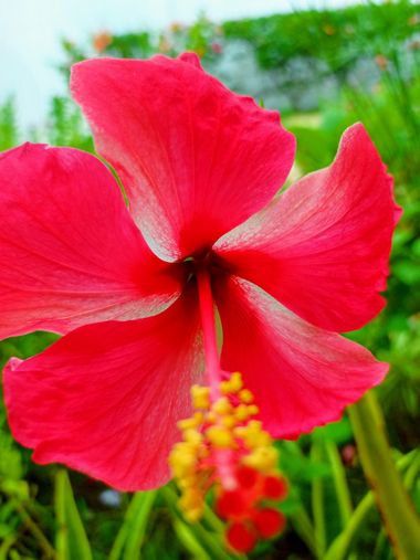 Shir91 en Hamelin: Flora, Hermosa flor de la región costera de Colombia.en variedad de colores muy llamativa para la mariposas y el colibrí por su nectar ...