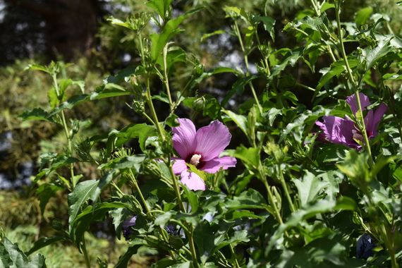 Solerantonio2 en Hamelin: Flora  (Partido Judicial de Granada), Hibiscus syriacus, Planta