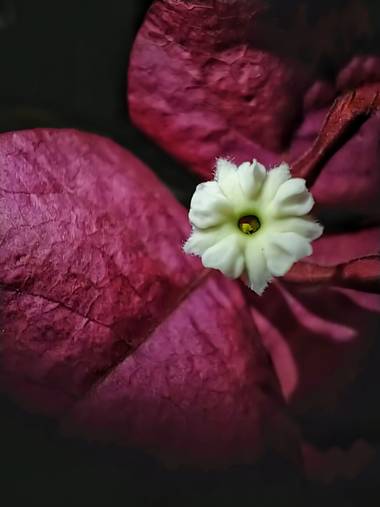 matiasrivilli en Hamelin: Flora  (Cosquín), Flor de la santa Rita #santarita #flores #florsantarita 