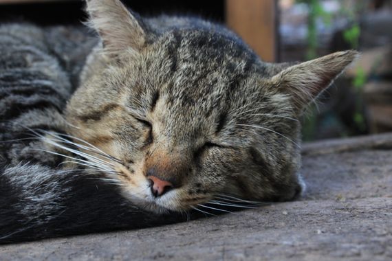 XxPrOzMeNxX en Hamelin: Fauna, #animal #bigotes #black #cat #descanso #dormir #ears #gato #grau #grey #gris #katze #negro #ohren #orejas #rayas #red #rest...