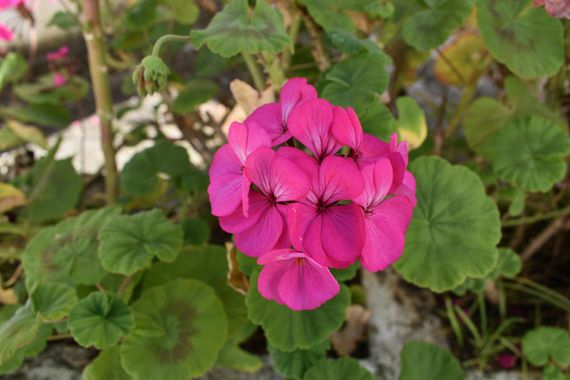 Solerantonio2 en Hamelin: Flora  (Avenida del Mediterráneo), Planta