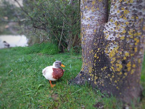 Mpinfante en Hamelin: Fauna, I do not know the species, but it is really cute.