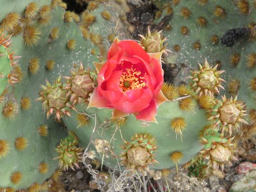 Solerantonio2 en Hamelin: Flora  (Almería), Opuntia aciculata, Cactus planta