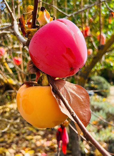 su en Hamelin: Flora  (Ronda), #flora #fruta #otoño