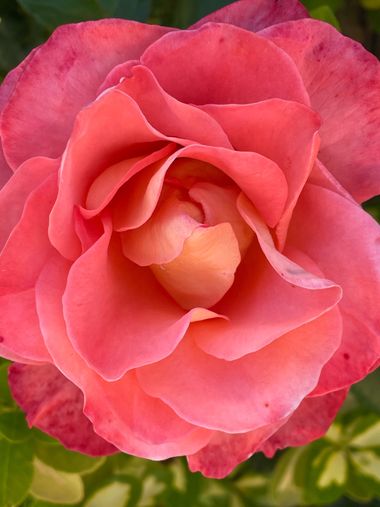 Marisol en Hamelin: Flora  (Madrid), #Rosa #parquesyjardines 
