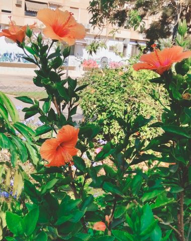 Solerantonio2 en Hamelin: Flora  (Calle Poeta Vicente Aleixandre), Planta