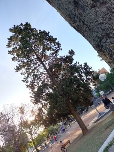 GrachuV. en Hamelin: Flora  (Santa Fe), Árbol frondoso 🌺