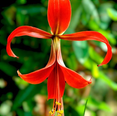 Mpinfante en Hamelin: Flora, Sprekelia formosissima, Todo es mejorable🪂así que... Repito foto🐵