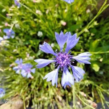 Solerantonio2 en Hamelin: Flora  (Almería), Cyanus segetum, Planta
