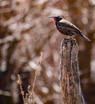 Josefina en Hamelin: Fauna  (Punilla), Sturnella loyca (Molina, 1782), Loica comum 
#fotografia #fauna #ave #loica 