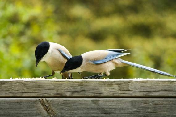 ilie77b en Hamelin: Fauna  (Manzanares el Real), Cyanopica cooki Bonaparte, 1850, #aves21 