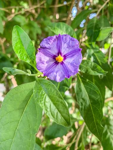 carogv1995 en Hamelin: Flora  (Archena), #flora 
#lilalila 