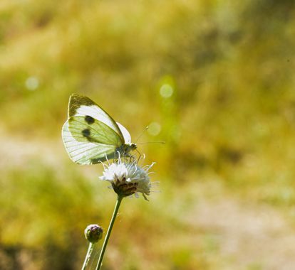 Olga.t.g76 en Hamelin: Fauna  (Mandayona), #mariposa #butterfly #buterflyphotography #macro #photografylovers #photografyofday #nature #simplicidad #simpli...
