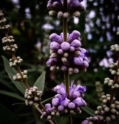 Navarroarevalomariateresa en Hamelin: Flora  (Viesca), Vitex agnus-castus, Sin prisa pero sin pausa!
