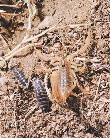 Solerantonio2 en Hamelin: Fauna  (Níjar), Alacran