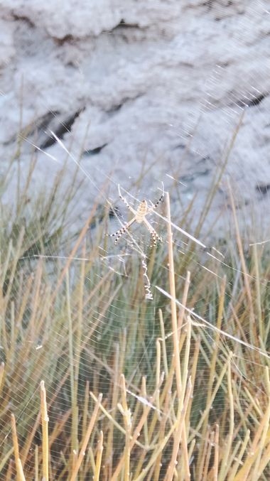 Solerantonio2 en Hamelin: Fauna  (Níjar), Araña tigre