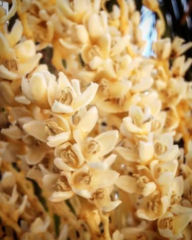 andreacelez en Hamelin: Flora  (Maimará), Pequeñas flores blancas de palmeras 