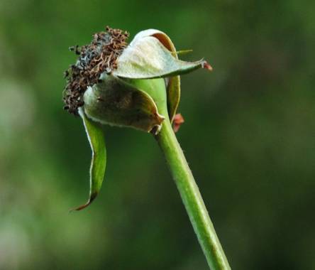 Zukerrene en Hamelin: Flora, Rosa arvensis