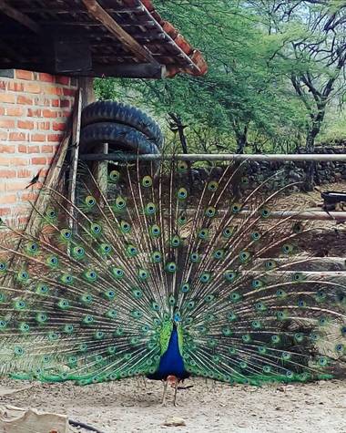 crgomeza1 en Hamelin: Fauna  (Curití), @pavoreal