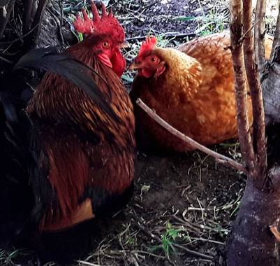 Gabriela Analía Russo en Hamelin: Fauna, Gallo y gallina ponedora. 