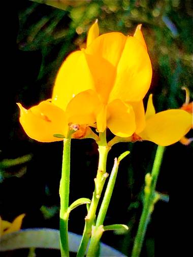 Erikalan9 en Hamelin: Flora  (Sant Cugat del Vallès)