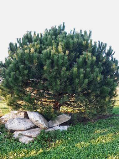 Mpinfante en Hamelin: Flora, Parque de Bens ( San Pedro de Visma- en A Coruña )