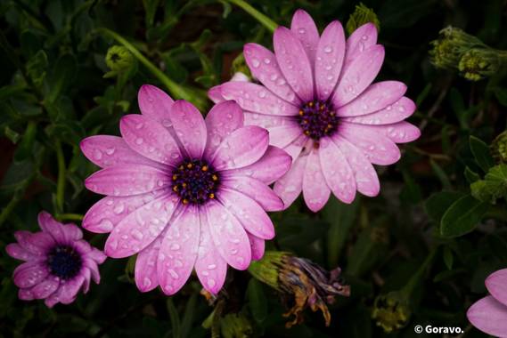 Jordi.avivar1 en Hamelin: Flora  (Montroy), #flora21