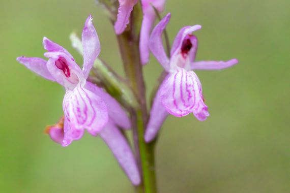 Juanfra.1791 en Hamelin: Flora  (Güéjar Sierra), Dactylorhiza elata (Poir.) Soó, V