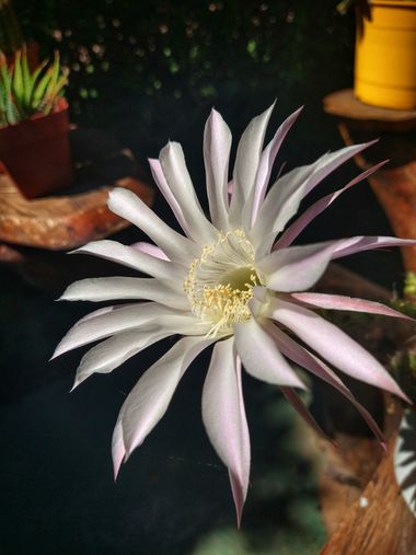 Daiqui en Hamelin: Flora, #flora #cactus #cactusflower #flower #flordecactus #flor #naturaleza #nature 