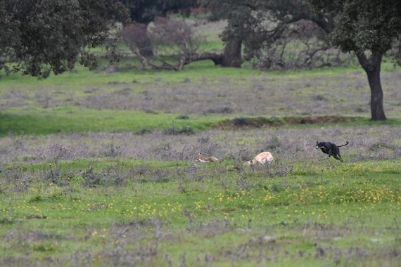 Info en Hamelin: Fauna, Sigue la carrera 