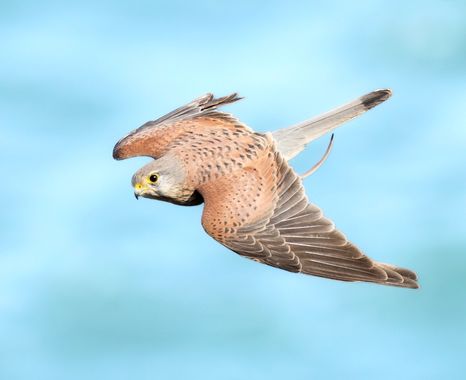 Sergioandrescuellar16 en Hamelin: Fauna  (Gijón), Falco tinnunculus Linnaeus, 1758, #birdsphotography #birdsofspain #hamelin 
