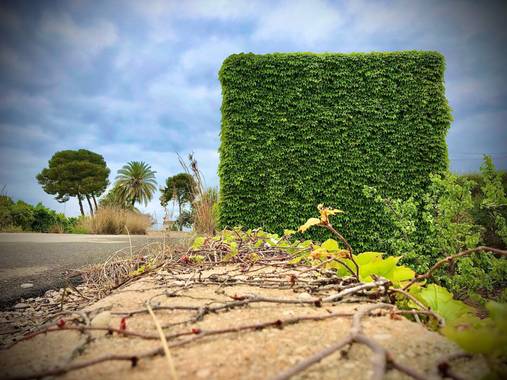 Minet.ros en Hamelin: Paisaje  (l'Alcúdia), Hiedra 
#fauna#flora#paisajes#enredadera#hiedra