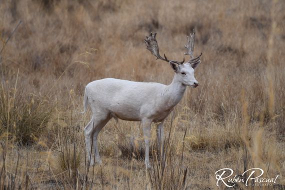 Rubén Pascual Fotógrafo en Hamelin: Fauna, Dama dama (Linnaeus, 1758), Un exótico Gamo albino 