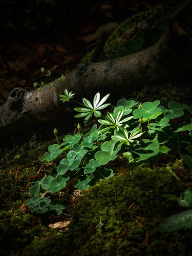 Noe en Hamelin: Flora  (Aller), #nature #plants #forest #woodland #forestphotography #photography #picoftheday #woods #green #naturelovers #capture #raw #l...