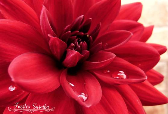 J. Inés Fuertes en Hamelin: Flora  (La Línea de la Concepción), Dahlia pinnata, Las flores son una afirmación orgullosa de que un rayo de belleza supera en...