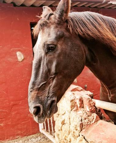 Dianafuerted en Hamelin: Fauna 