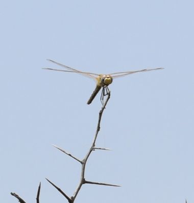 Solerantonio2 en Hamelin: Fauna  (Cabo de Gata)