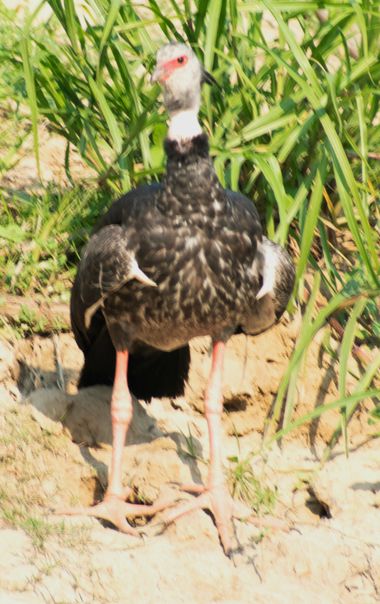 lourdes7895 en Hamelin: Fauna  (Moxos), Chauna torquata (Oken, 1816), #naturaleza  #aves21 #fauna 