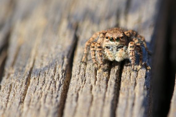Javi Baron  en Hamelin: Fauna, #araña #salticidae #invertebrados #spider 