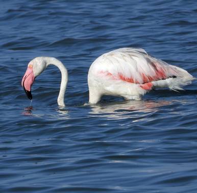 Rafaelcastillo59 en Hamelin: Fauna  (San Pedro del Pinatar), Phoenicopterus roseus Pallas, 1811, Parque Regional de las Salinas, San Pedro del Pinatar (Mur...