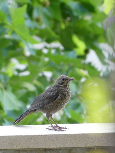 José Lober  en Hamelin: Fauna  (Zamora), Turdus merula Linnaeus, 1758, #juvenil de #mirlo