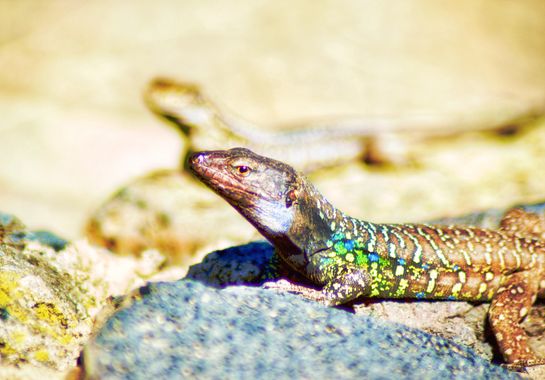 Juanatlantida82 en Hamelin: Fauna, #lagarto de Tenerife 