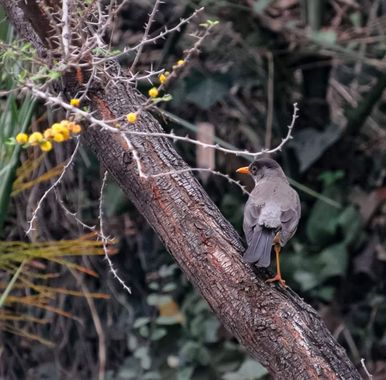 Haveruribe25 en Hamelin: Fauna 