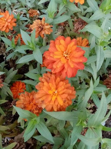 GrachuV. en Hamelin: Flora, Zinnias🏵️