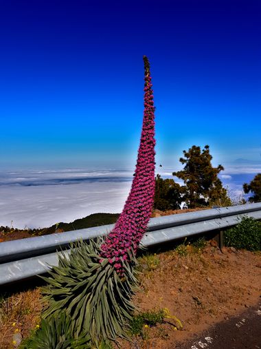 Maria Pérez Gómez en Hamelin: Flora  (Garafía), Echium wildpretii, Tajinaste Rosado de La Palma.
Especie de interés melífero, escasa en los riscos del nort...