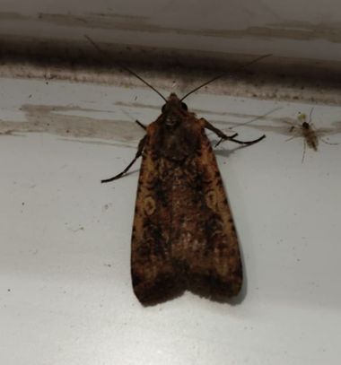 Solerantonio2 en Hamelin: Fauna  (Cangas de Onís), Insecto